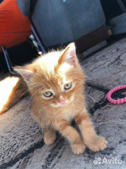 Котята мальчики и девочки