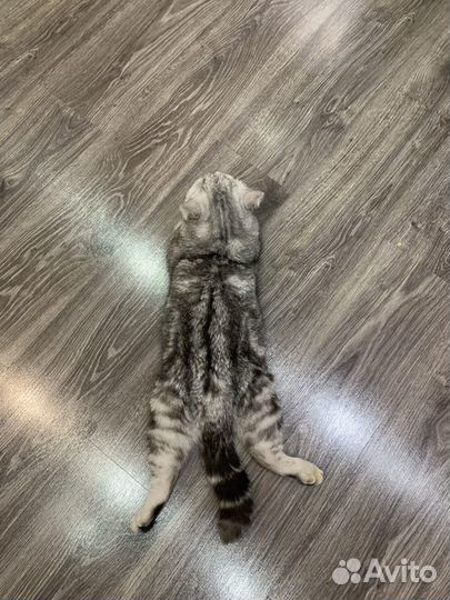 Шотландский кот вязка