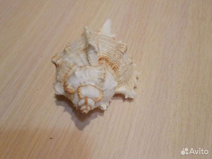 Ракушка морская