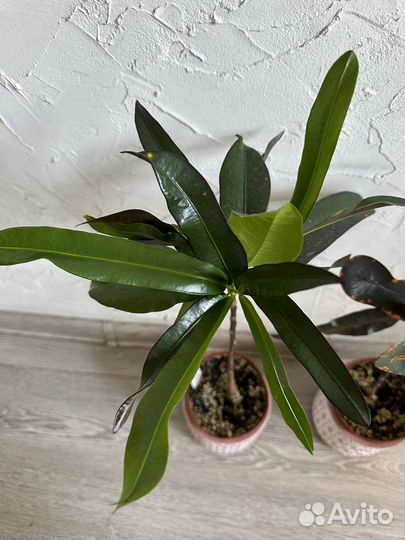 Кротон мамми