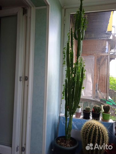 Цветок эуфорбия