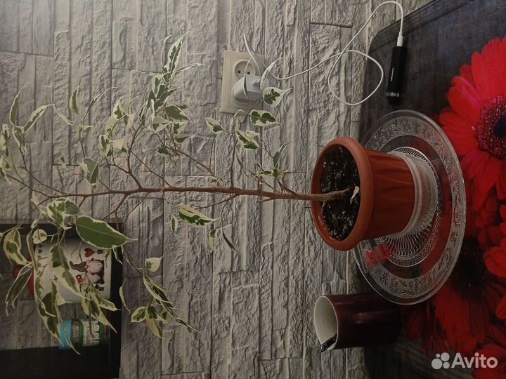 Фикус бенджамина пестролистный