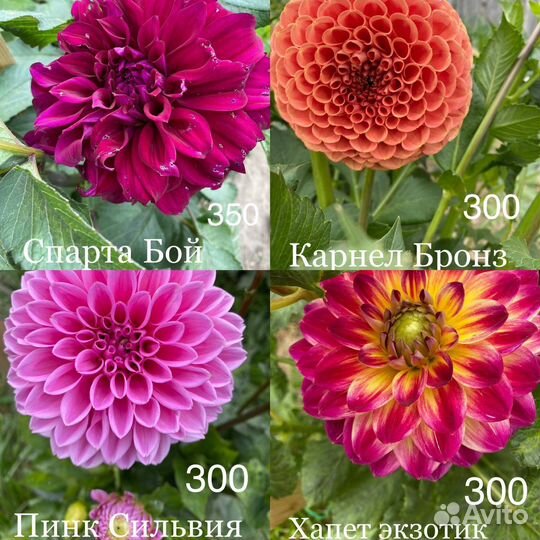 Георгины букеты