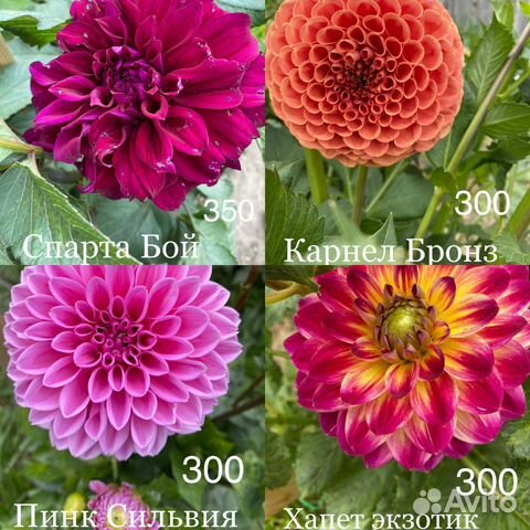 Георгины букеты