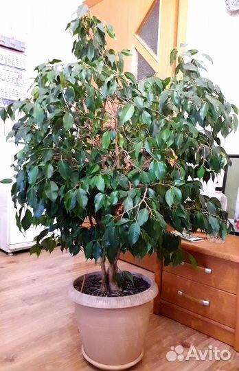 Комнатные растения цветы большие