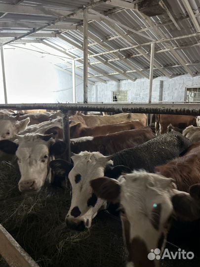 Телки волгоградские сементалки