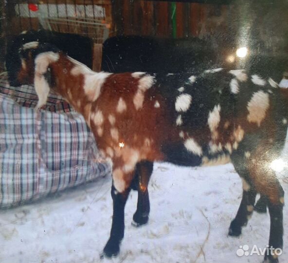 Обезроживание козлят