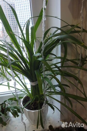 Хлорофитум оранж папоротник роза голден гейт шлюмб