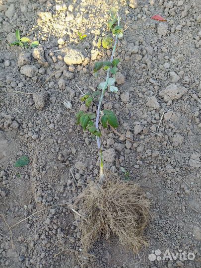 Черная малина Кумберленд саженцы