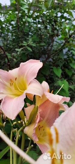 Лилейники сортовые