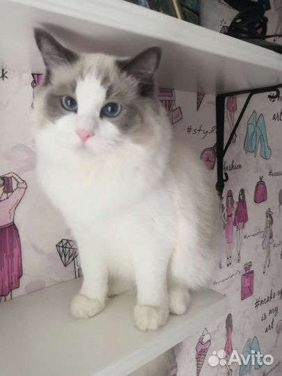 Замечательный котенок Ragdoll