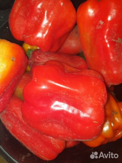 Перец болгарский