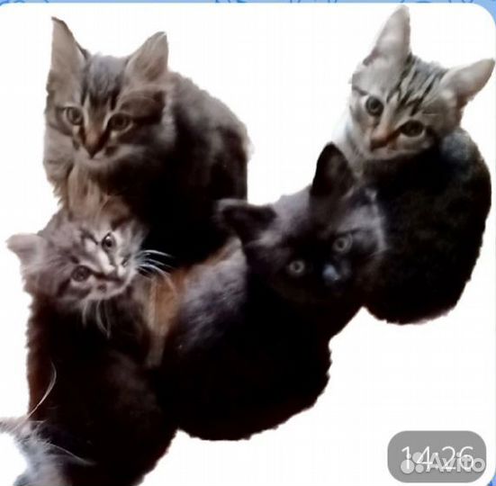 Котята от домашней кошки