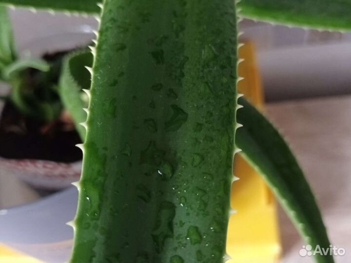 Комнатные цветы алоэ