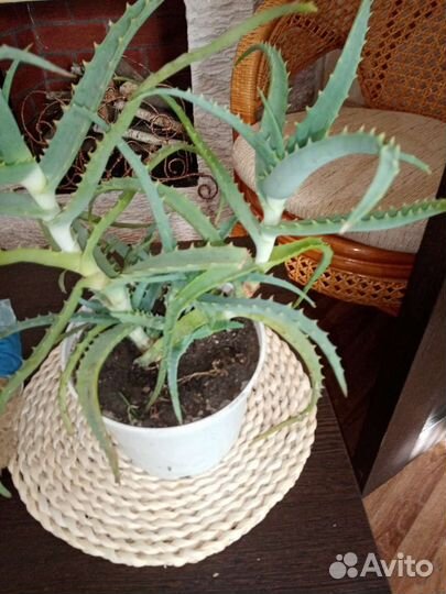 Алоэ столетник лечебный