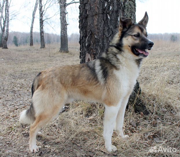 Дэн