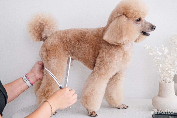 Вязка пудель кобель