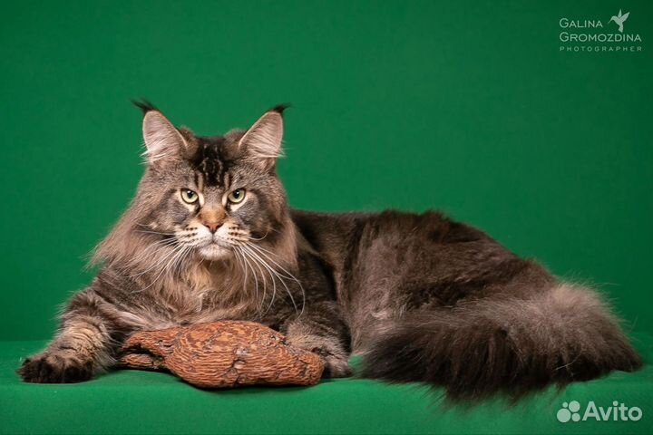 Котик Мейн-кун