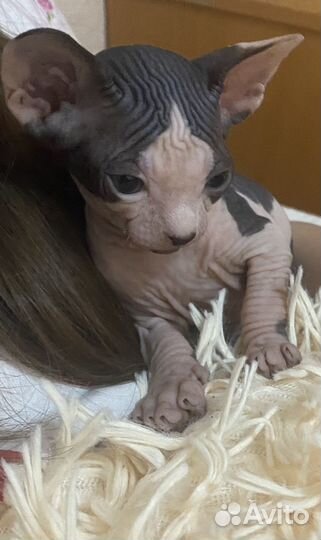 Канадский сфинкс