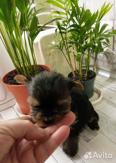 Йоркширский терьер