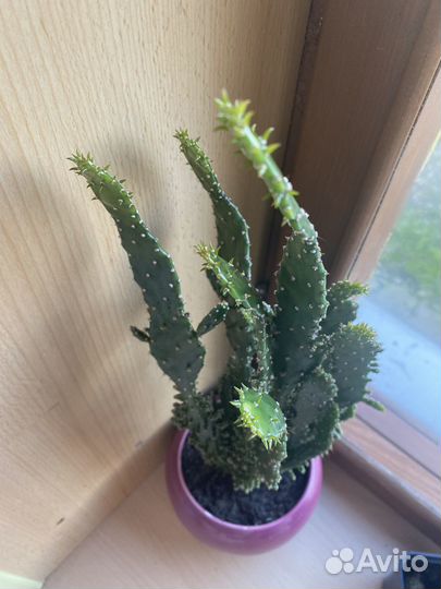 Кактусы и суккуленты