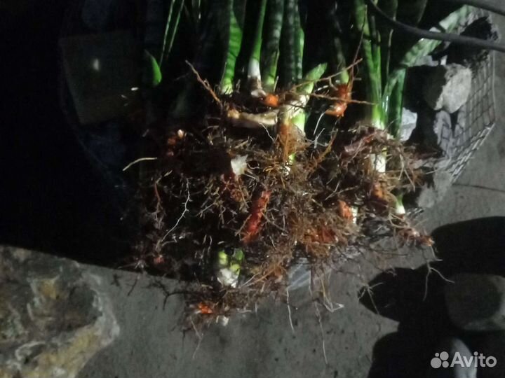 Сансивиерия