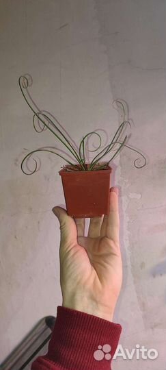 Альбука спиралис