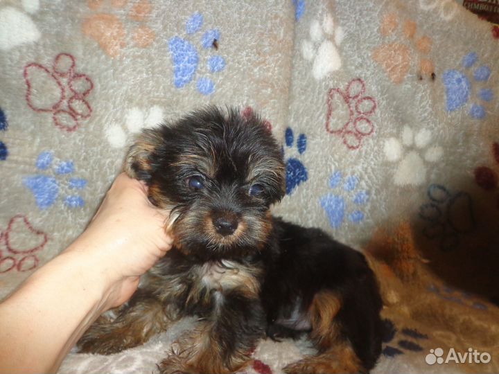 Щенки с родословной