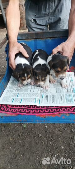 Щенята, гончаки