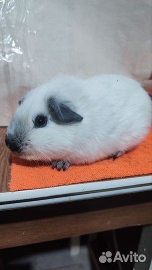 Морские свинки