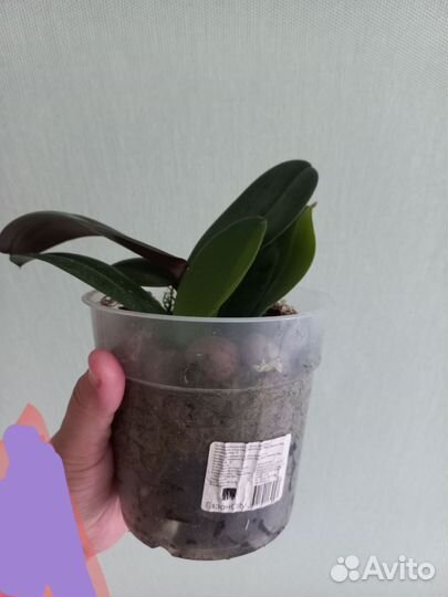 Орхидея фаленопсис