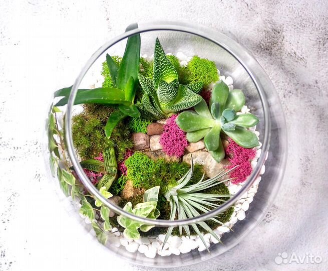 Флорариум тропический