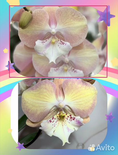 Орхидея радужный единорог (подросток )