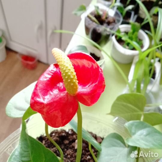 Антуриум-мужское счастье и много разных цветочко