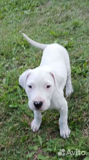 Щенки аргентинского дога