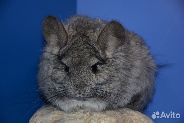 Шиншилла Стандарт ангора нФ