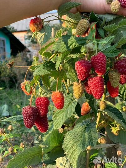 Саженцы малины