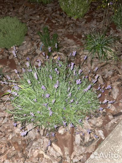 Лаванда узколистная Манстед
