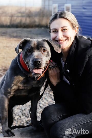 Передержка, гостиница для собак