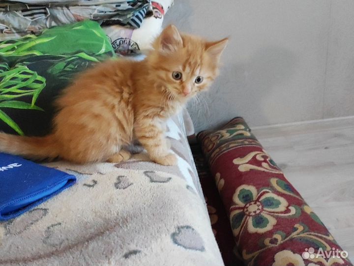 Котята