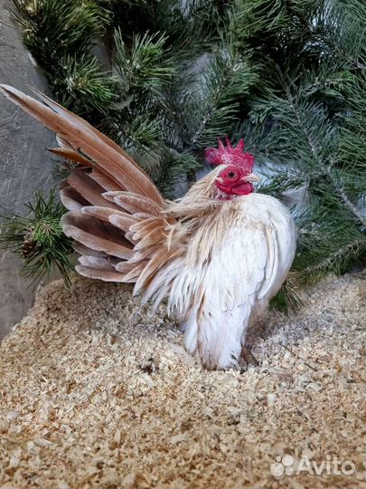 Малазийская серама антверпенская бородатая куры