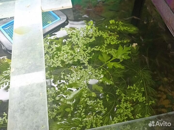 Аквариумные растения