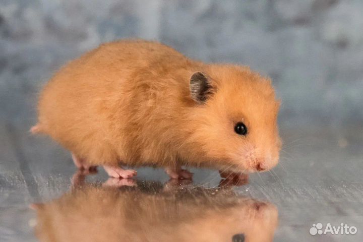 Сирийские Ангорские Хомяки Джунгарик Клетки Достав