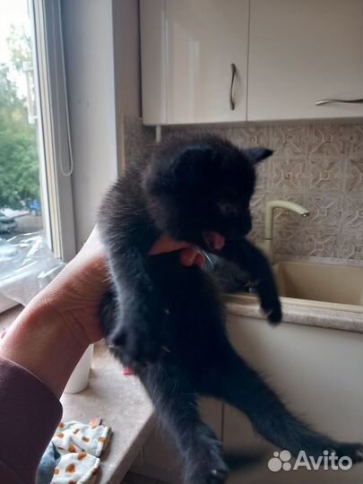 Отдам бесплатно