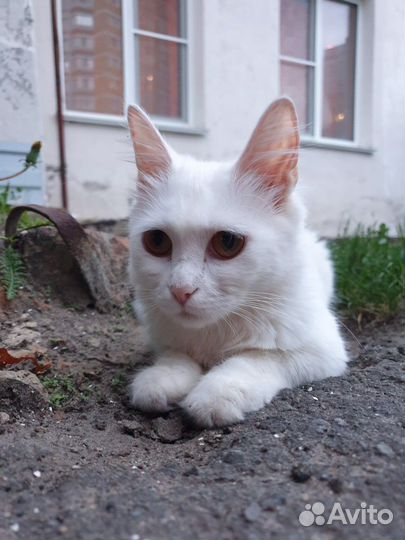 Кошка турецкая ангора