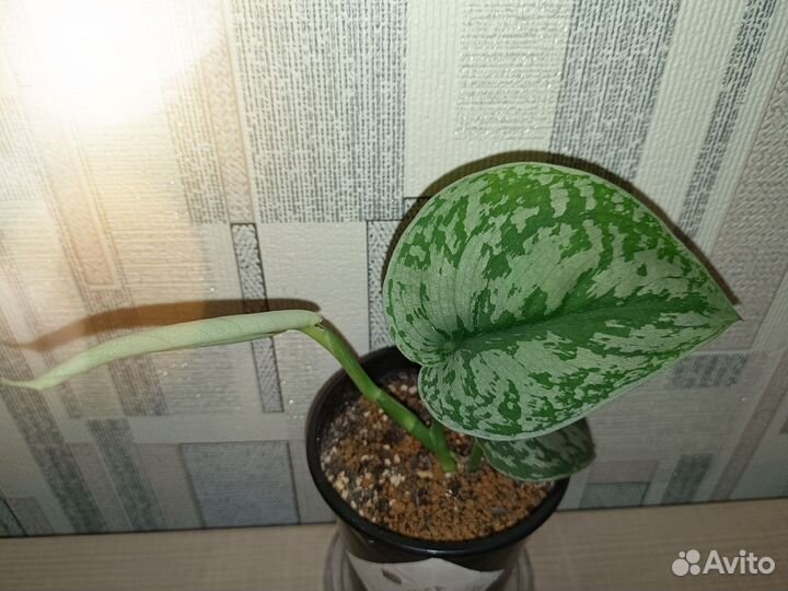 Сциндапсус Пиктус Требе