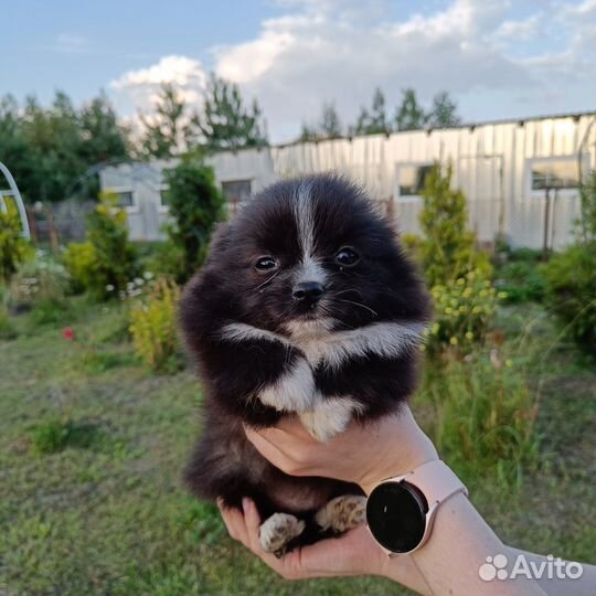 Шпицули