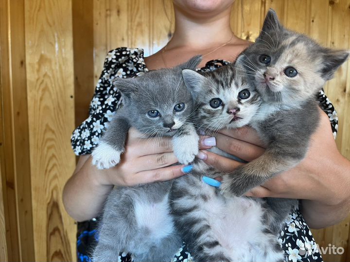 Котята в добрые руки бесплатно