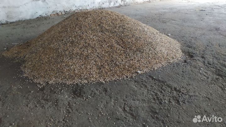 Горох кормовой