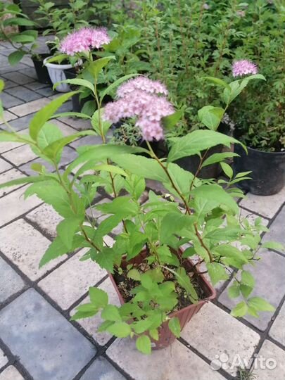 Сперия (Литл принцесс) саженцы